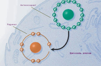 Антиоксиданты и свободные радикалы