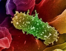 Функции белка