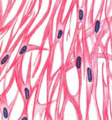 Исследование принципов тренировки сократительных микроструктур мышечной клетки