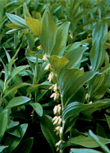 Растения содержат стероиды? Невероятно, но факт