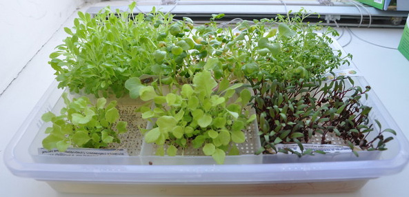 Микрозелень